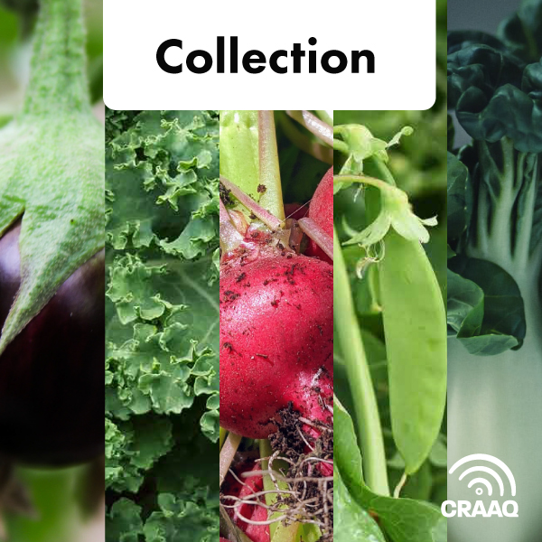 Collection fiches techniques en serre 2 - Aubergine, kale, radis, pak choy, pois mange-tout et pois sucrés (PDF)
