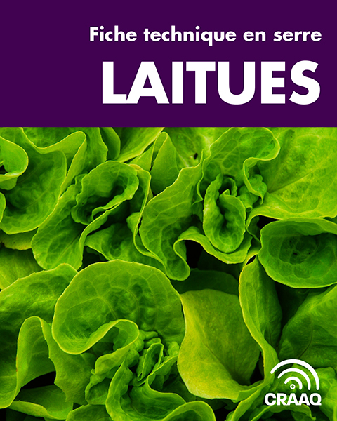 Fiche technique en serre - Laitues (PDF)