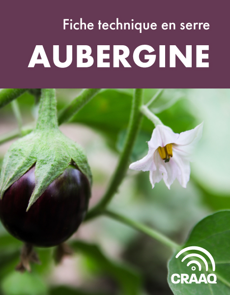 Fiche de production de l'aubergine en serre (PDF)