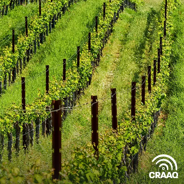 Affiche - Portrait de la production artisanale de vin au Québec en 2017 (PDF)