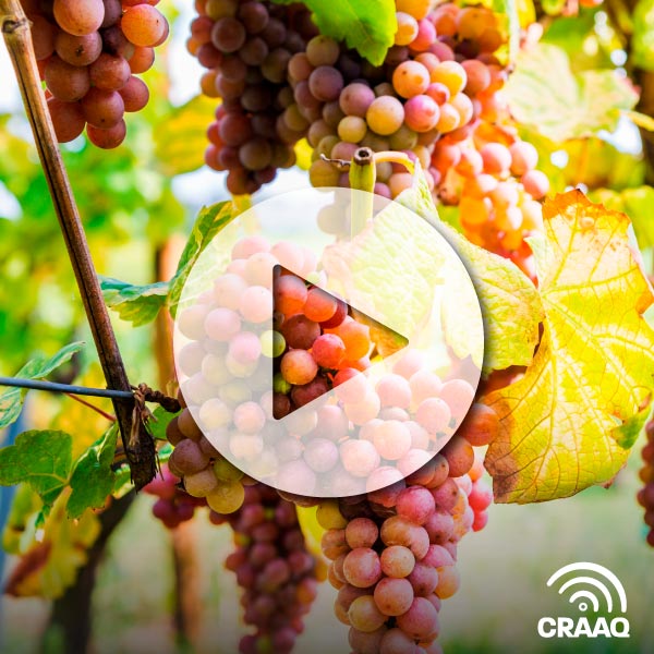 Formation Maître viticulteur : Choisir et aménager un site viticole