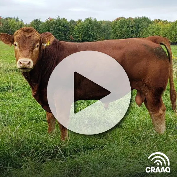 Conformation et fonctionnalité chez les bovins de boucherie (collection) (6 vidéos et fiches complémentaires)