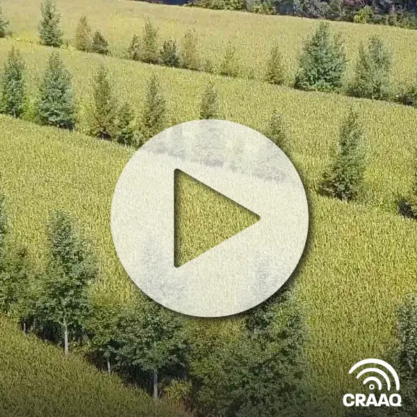 Interaction entre les arbres et les cultures en système agroforestier intercalaire