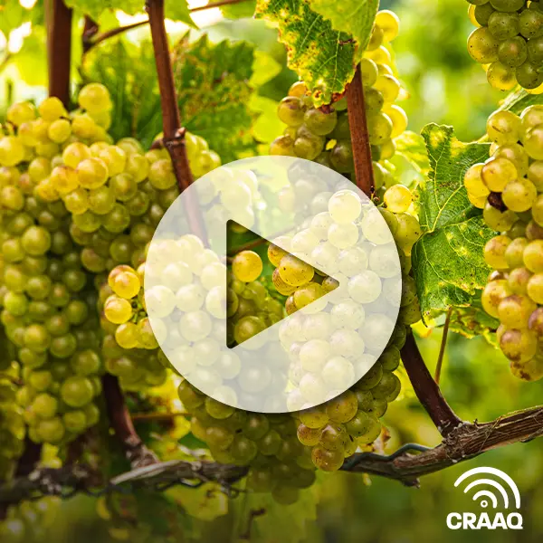 Suivi de la rusticité des vignes et VineAlert