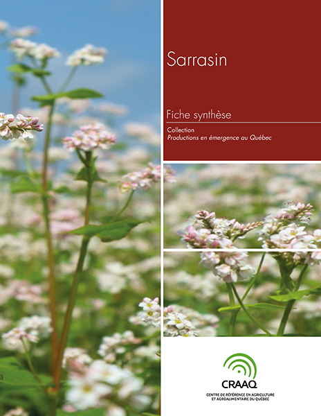 Fiche synthèse - Sarrasin (PDF)