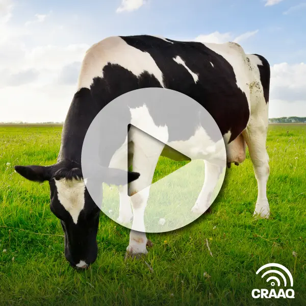 Choisir les croisements boeuf sur lait les plus profitables