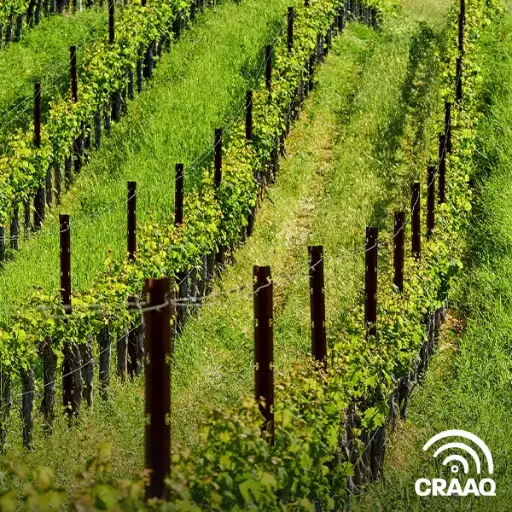 [PVIG0105-PDF] Affiche - Portrait de la production artisanale de vin au Québec en 2017 (PDF)