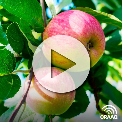 [PVIN0186] La taille du pommier en conduite à haute densité