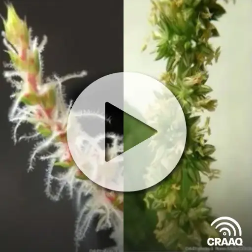 [PVIN0272] L'amarante tuberculée : nouvel ennemi des grandes cultures