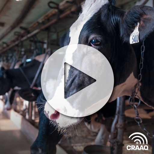 [PVIN0309] Facteurs-clés pour optimiser l’alimentation des vaches en système de traite automatisée (VF)