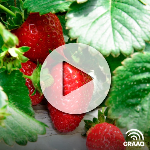 [PVIN0326] La fraise hors-sol au Québec