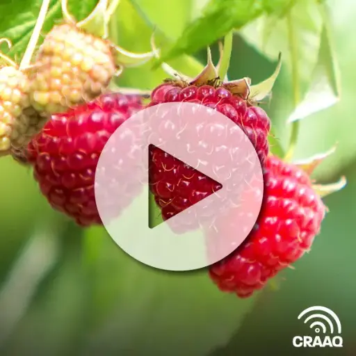 [PVIN0328] Nos impressions après deux ans de culture de la framboise hors-sol