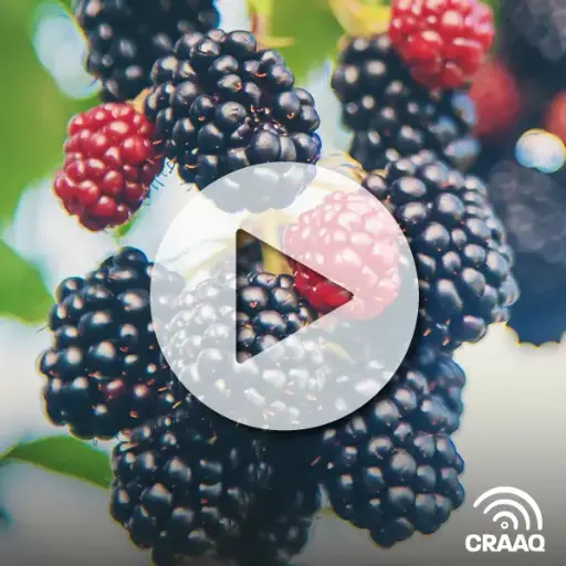 [PVIN0331] Techniques modernes de culture des mûres (Modern cultivation of blackberries)