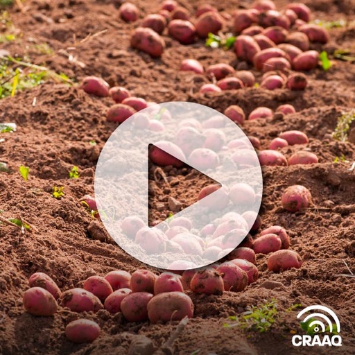 [PVIN0357] L'entreposage des pommes de terre à la Ferme Yves Barré