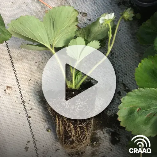 [PVIN0391 deux vidéos plus un pdf] Le fraisier en motte (collection)