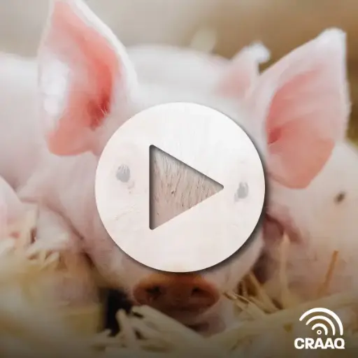 [PVIN0399] Caractérisation des interactions virus-hôte par protéomique comparative : le cas des Nidovirus (PEDV et PRRSV), d’importants pathogènes pour l’industrie porcine