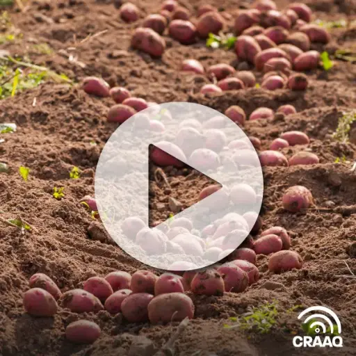 [PVIN0403] Distribution, caractérisation et virulence des différentes souches de Streptomyces spp. causant la gale commune dans les différentes régions productrices de pommes de terre au Québec