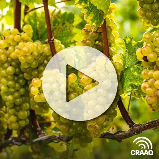 [PVIN0438] Suivi de la rusticité des vignes et VineAlert