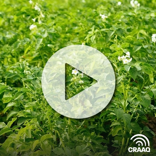 [PVIN0447] Les pucerons et leur rôle dans la transmission du virus Y de la pomme de terre