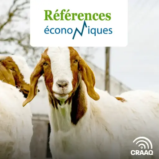 [PREF0389] Chèvre de boucherie (300 chèvres) - Budget - chevreaux lourds, grande entreprise - 2015